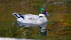 P2400118：ヨシガモ（オス）