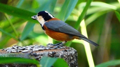 P2360310：ヤマガラ