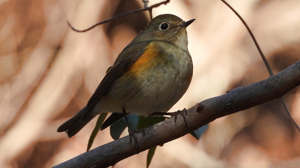 DSCN8071：ルリビタキ（メスタイプ）