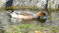 P2350046：ヒドリガモ