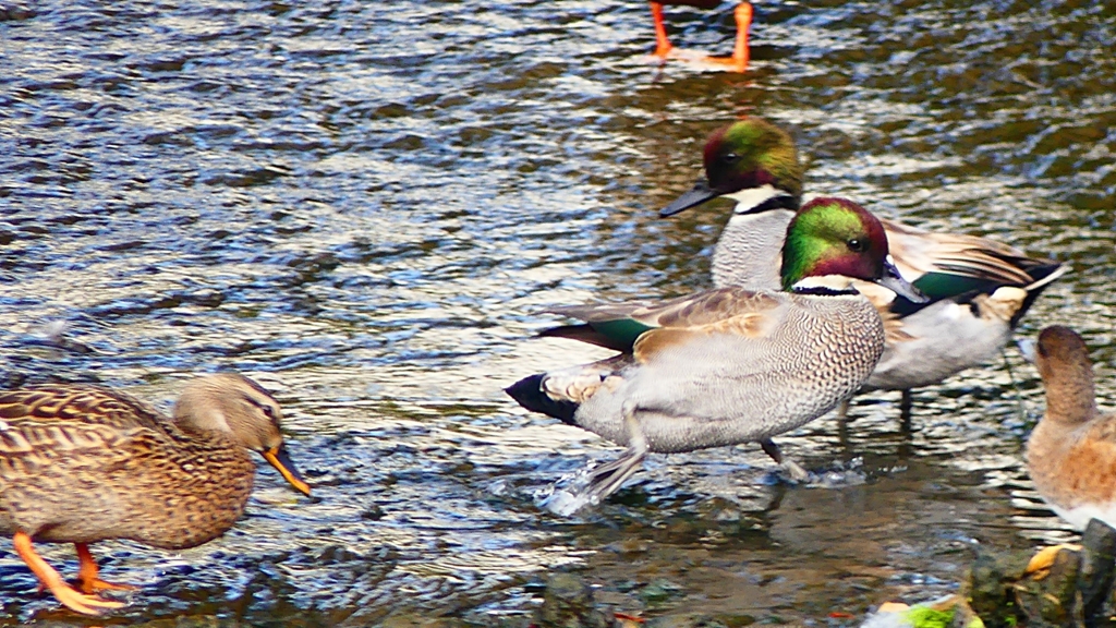 P2390640：ヨシガモ（オス）