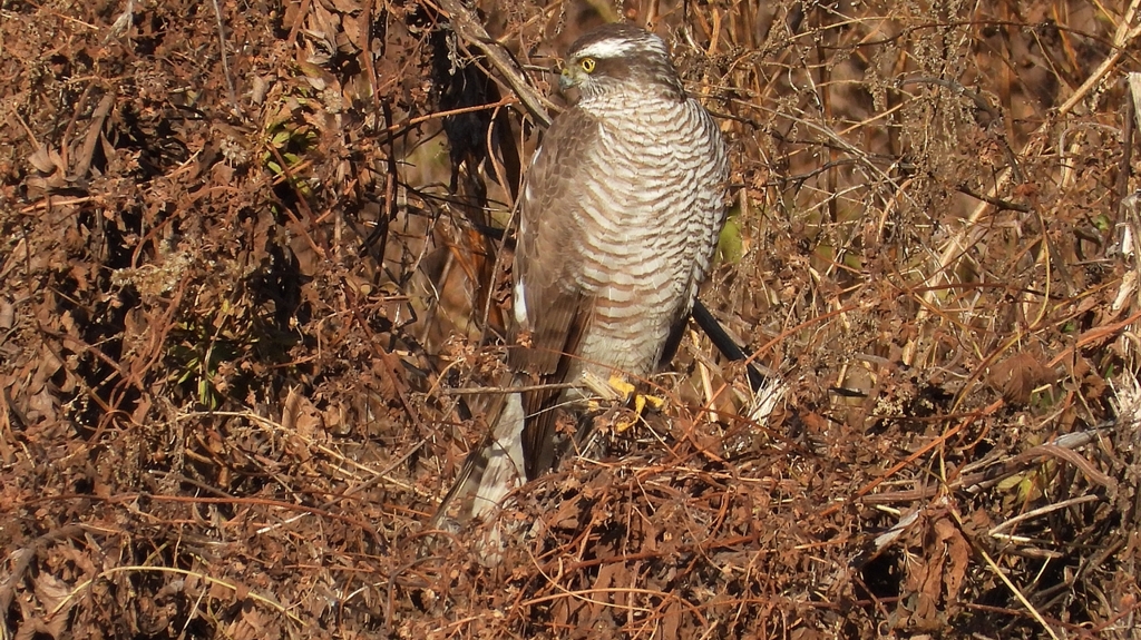 DSCN5430：ハイタカ