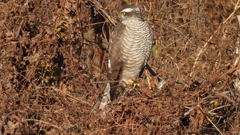 DSCN5430：ハイタカ