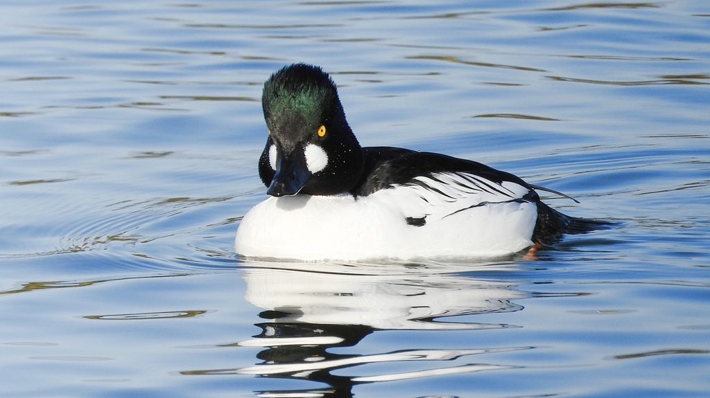 DSCN2700：ホオジロガモ（オス）