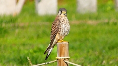 P2340452：チョウゲンボウ