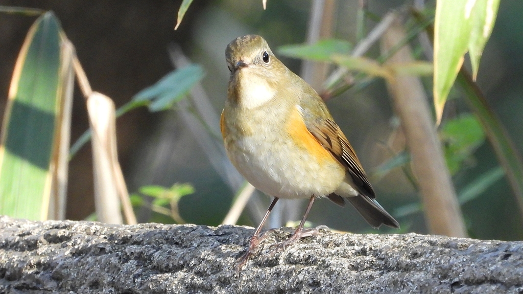 DSCN5977：ルリビタキ（メスタイプ）