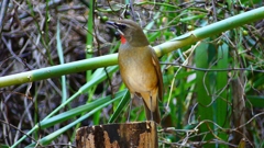 P2310509：ノゴマ（オス