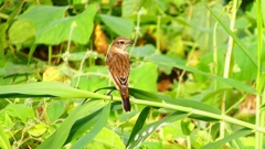 P2290402：ノビタキ