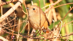 DSCN8143：ジョウビタキ（メス）