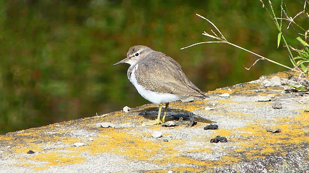 P2350065：イソシギ