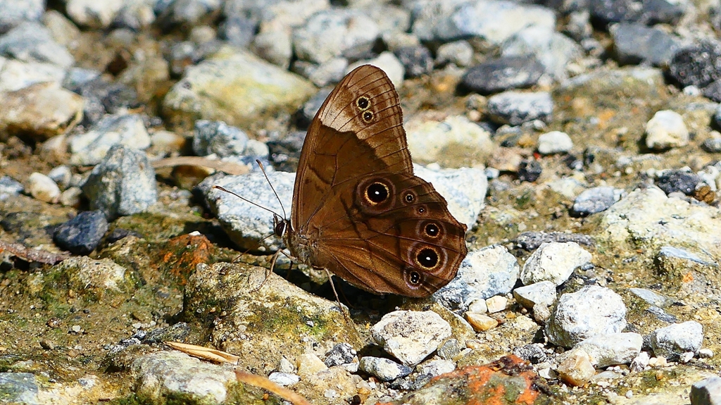 P2260583：クロヒカゲ