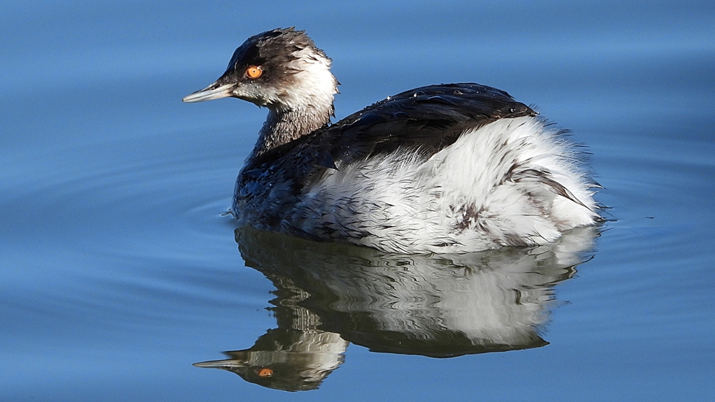 DSCN4981：ハジロカイツブリ