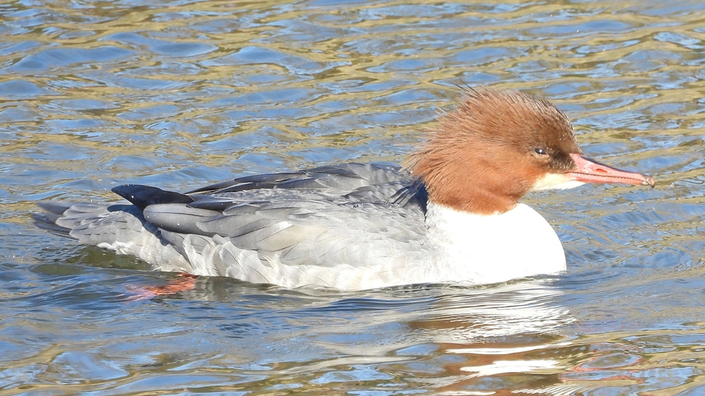 DSCN1634：カワアイサ（メス）