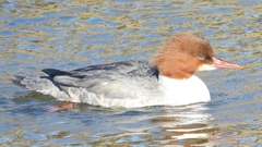 DSCN1634：カワアイサ（メス）