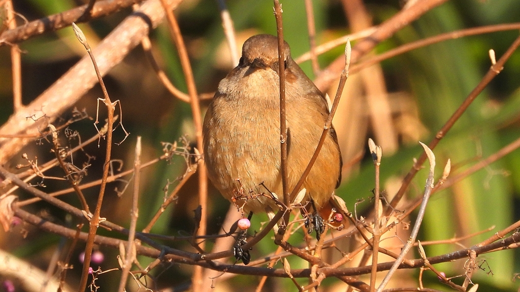 DSCN8145：ジョウビタキ（メス）