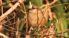 DSCN8145：ジョウビタキ（メス）