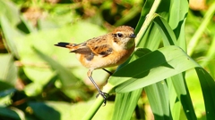 P2300350：ノビタキ