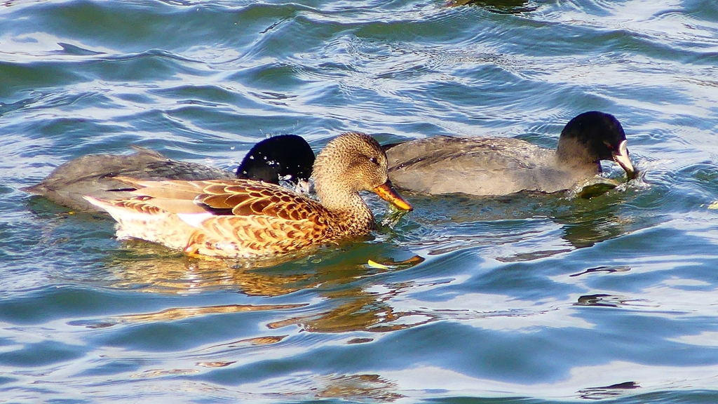 P2410610：オカヨシガモ、オオバン