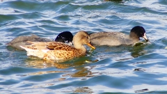 P2410610：オカヨシガモ、オオバン