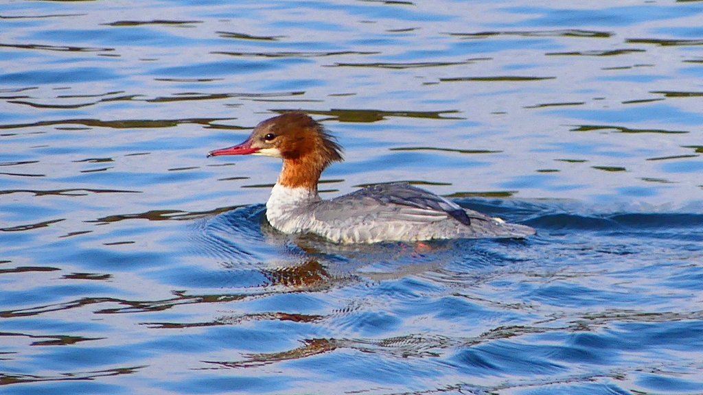 P2390197：カワアイサ（メス）