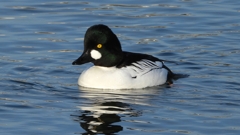 DSCN2588：ホオジロガモ（オス）