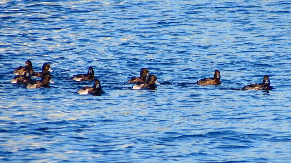 P2380054：キンクロハジロ