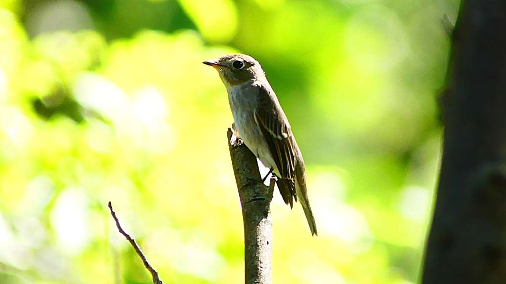 P2300046：コサメビタキ
