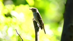 P2300046：コサメビタキ