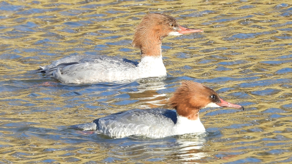 DSCN2016：カワアイサ（メス）