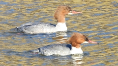 DSCN2016：カワアイサ（メス）