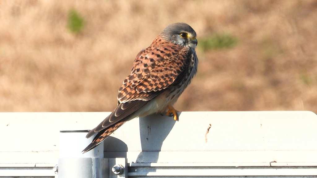 DSCN6537：チョウゲンボウ