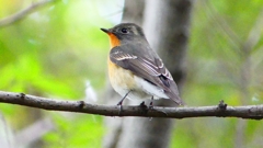 P2320307：ムギマキ（オス若鳥）