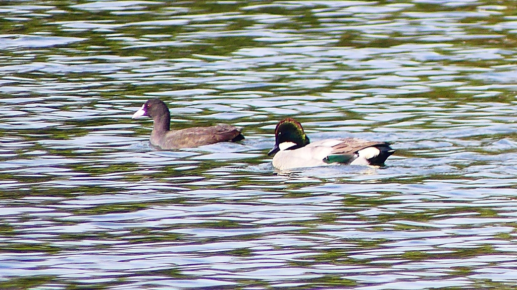 P2360468：ヨシガモ、オオバン