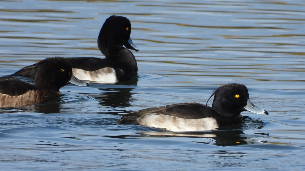 DSCN2944：キンクロハジロ