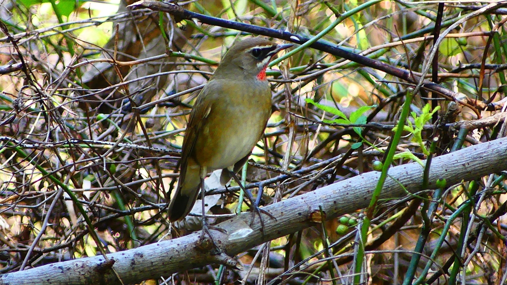 P2300927：ノゴマ（オス）