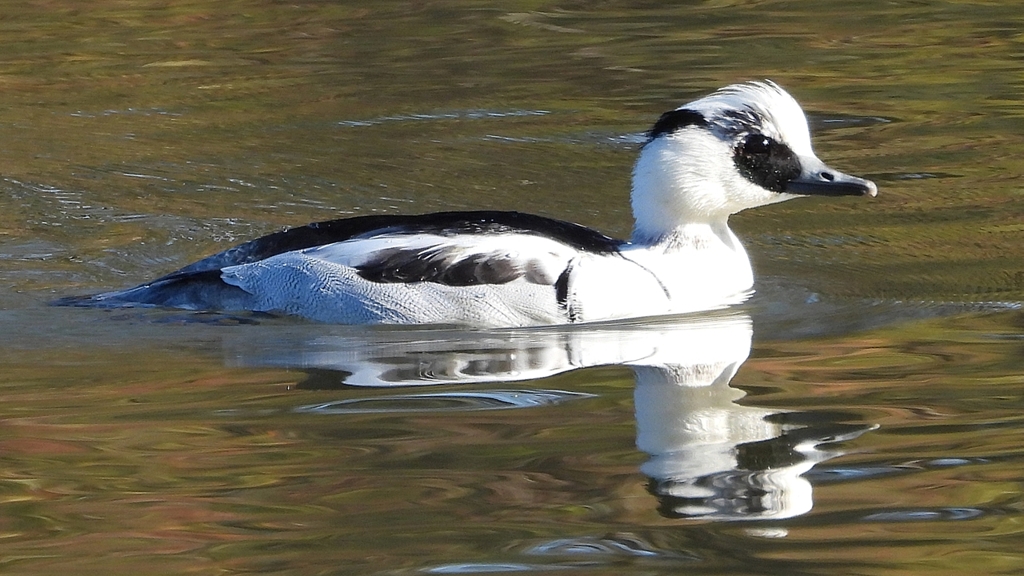 DSCN4930：ミコアイサ（オス）