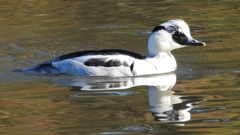 DSCN4930：ミコアイサ（オス）