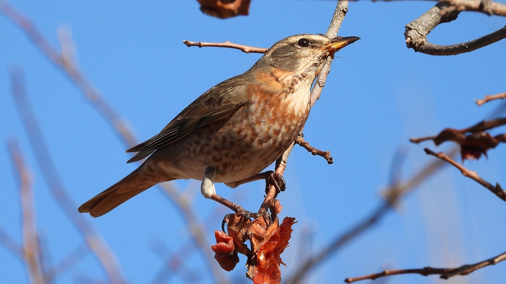 DSCN8797：ハチジョウツグミ