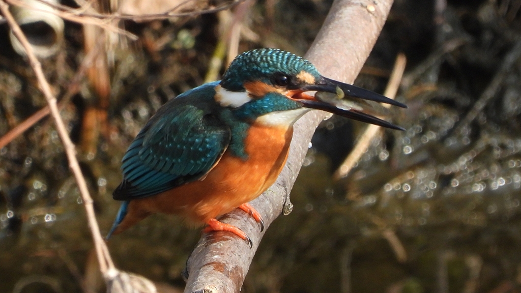 ③DSCN0650：カワセミ（オス）