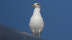 DSCN4341：セグロカモメ