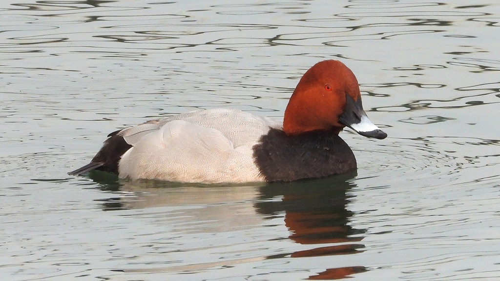 DSCN7167：ホシハジロ（オス）