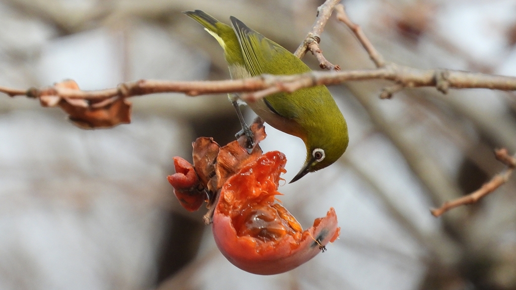 DSCN8528：メジロ