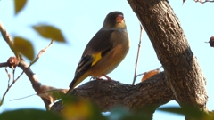 DSCN6312：カワラヒワ