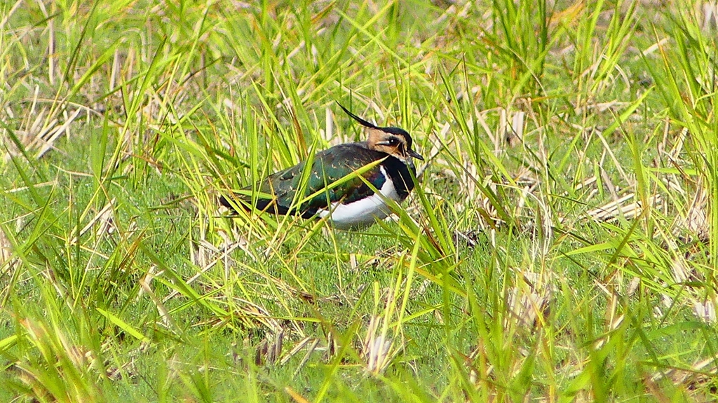 P2340560：タゲリ