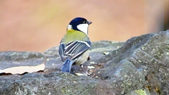 P2340021：シジュウカラ