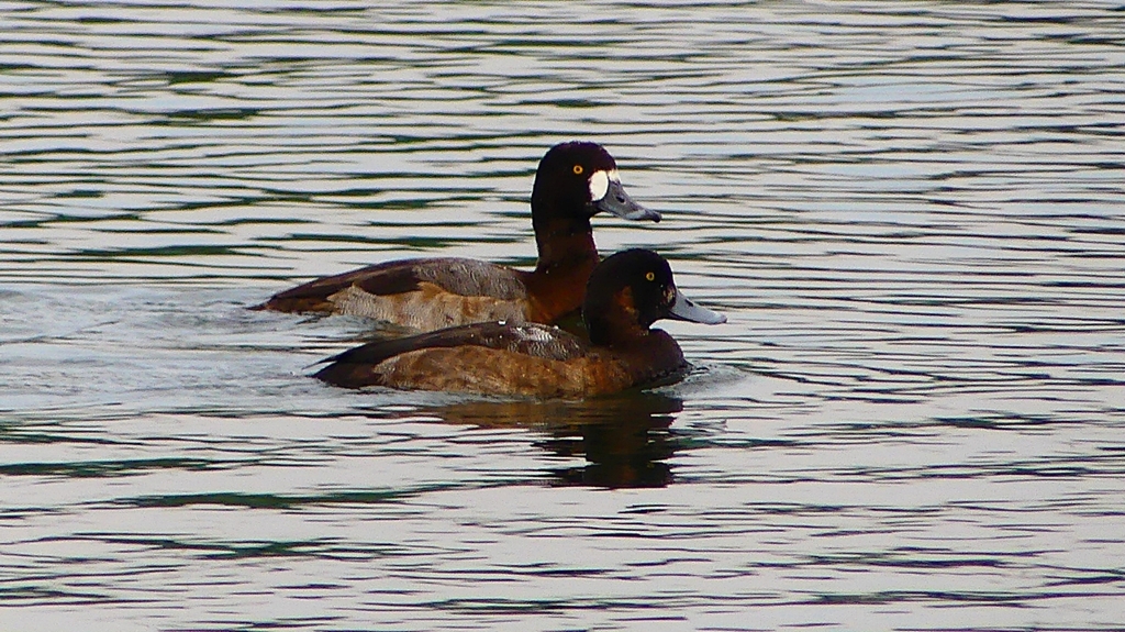 P2350522：スズガモ