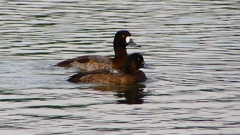 P2350522：スズガモ