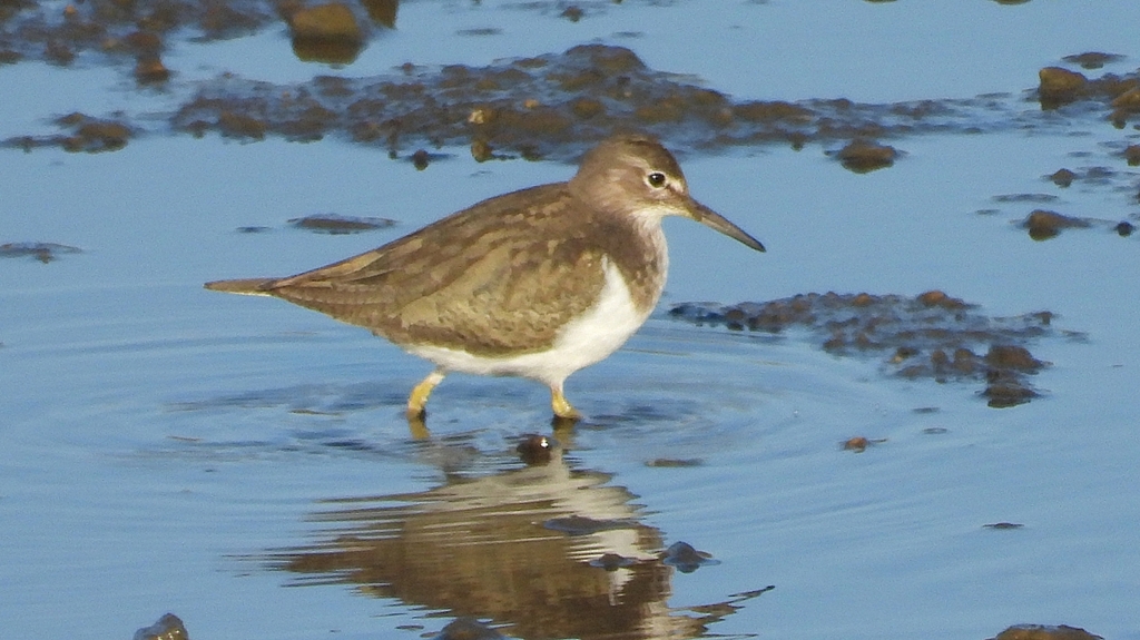 DSCN6468：イソシギ