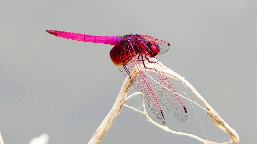 P2280194：ベニトンボ（オス）