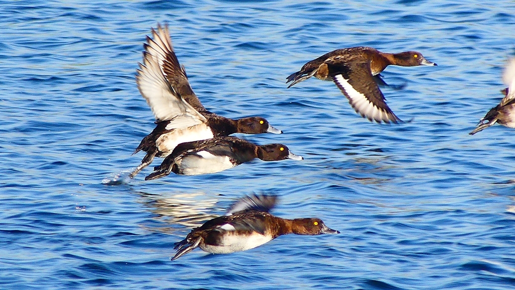 P2380181：飛ぶキンクロハジロ